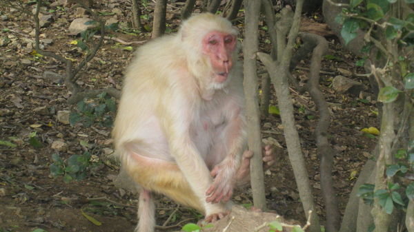 oldest monkey on the island