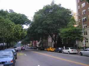 Leafy street on the north east side of DC