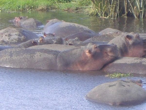 The Hippos 