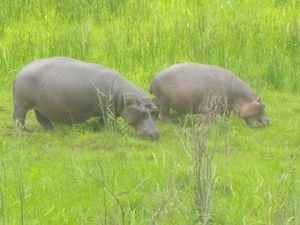 Swazialnd Hippos