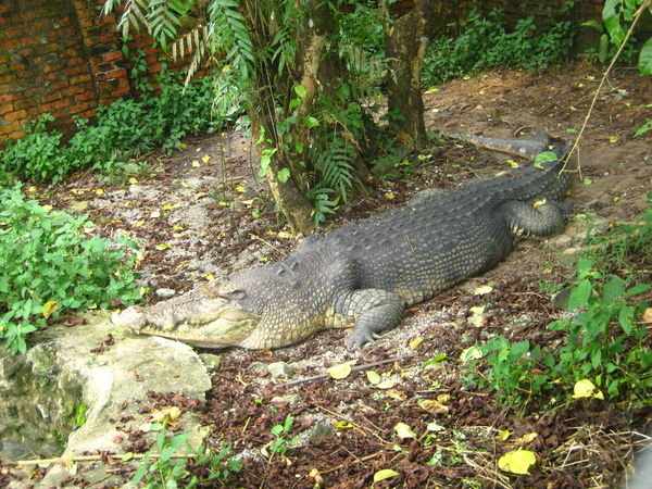 The Crocodile Farm