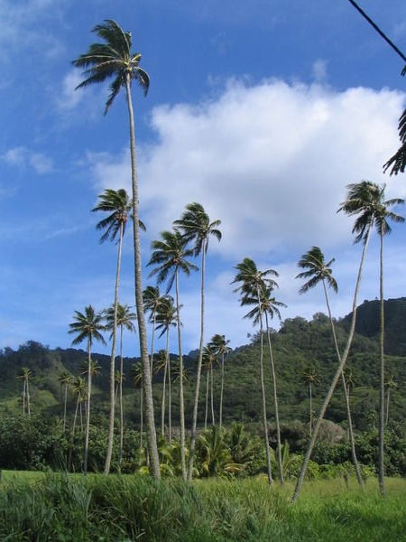 Palms along the road