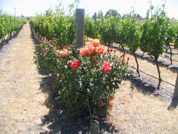 Roses among the vines