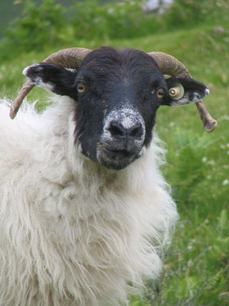 What are ewe lookin' at?