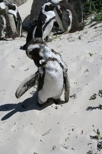 Penguins ...