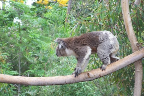 climbing koala