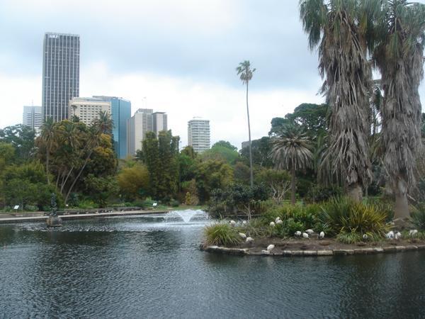 the sydney botanic gardens