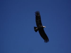 Condor in the Colca Canyon