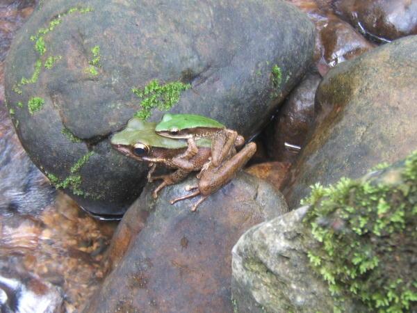 Froggy back