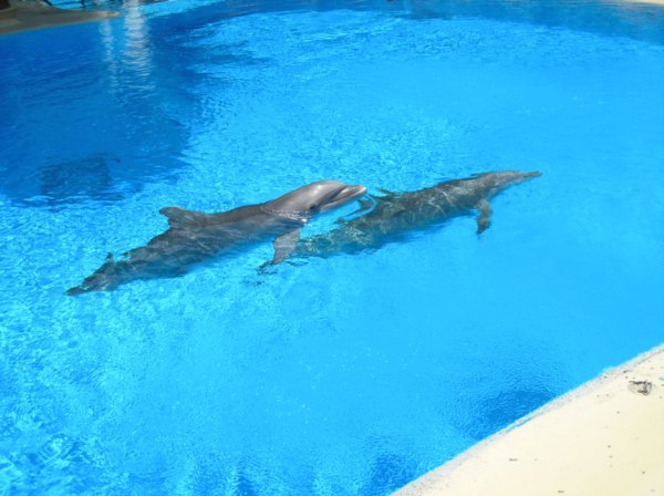 Dolphins at The Mirage