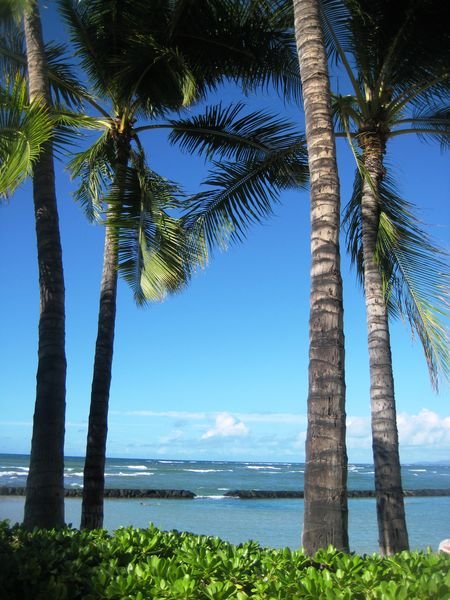 token palm trees