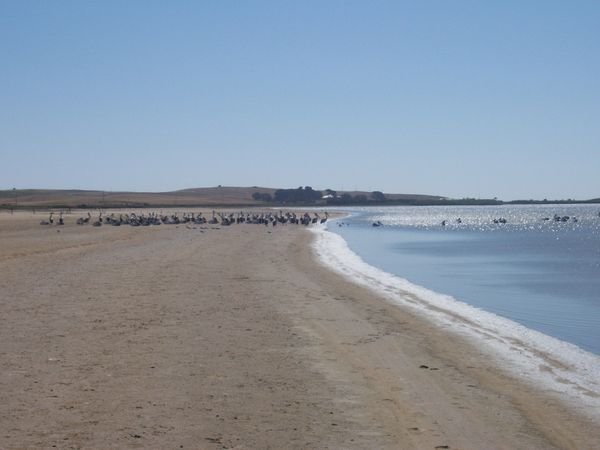 Pelicans on Lake Albert in Meningie