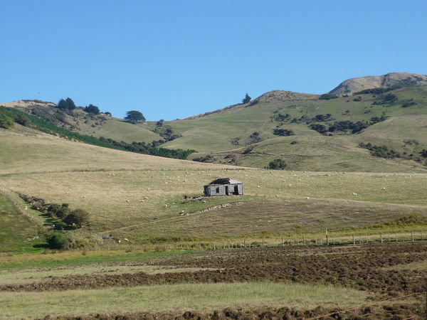 Otago Peninsula, a little shed on the hillside.