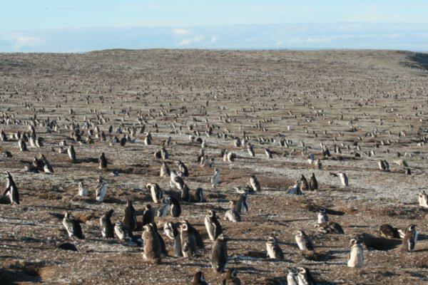 Punta Arenas (Chi)