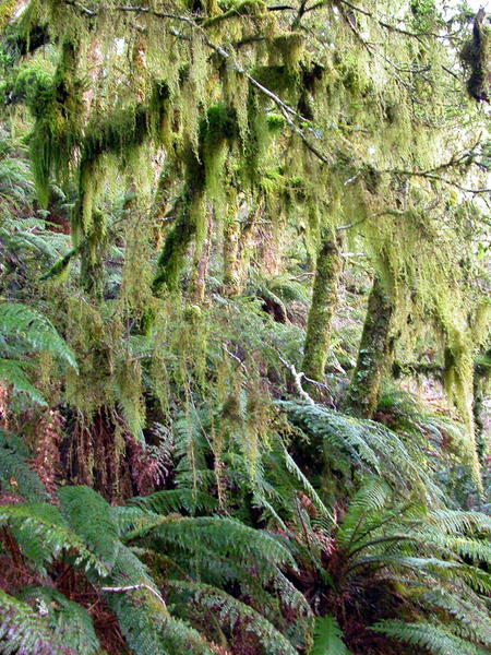 Typical temperate rainforest