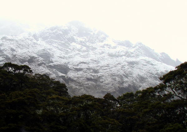 Fresh snow above the rainforest in the summertime.