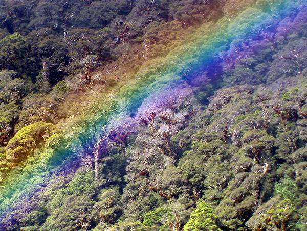 Rainforest Rainbow