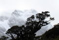 Where the Rainforest Meets the Southern Alps