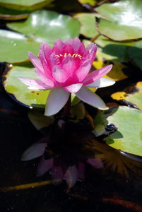 A water lilly on Mount Juic, Barcelona