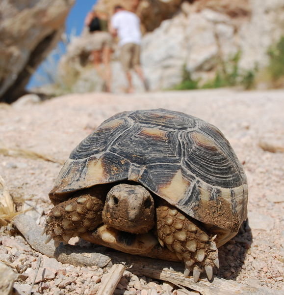 Tortoise at the Acropolis