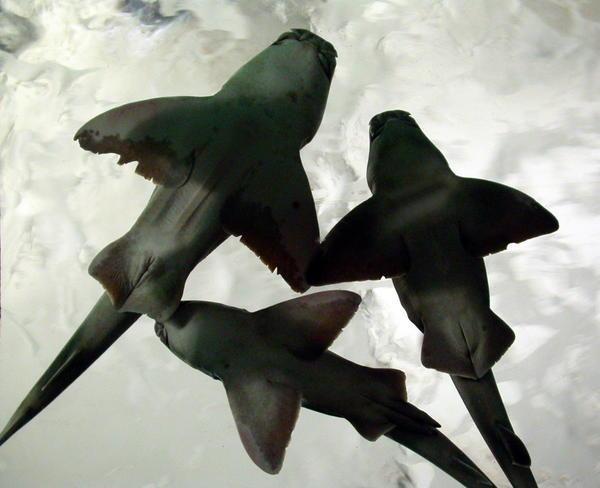 Pythagorean sharks