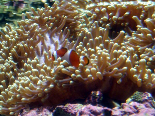 A reef anemone fish