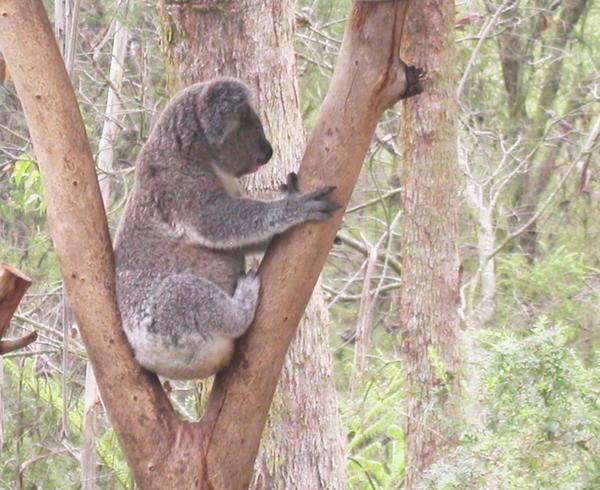 Another Koala just chillin'