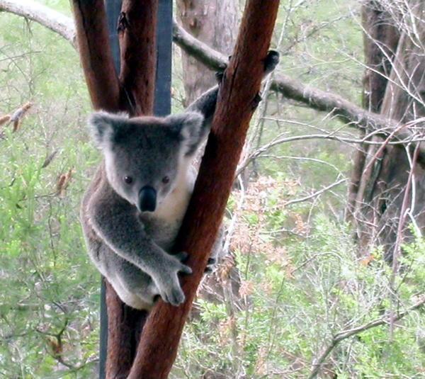 A baby koala