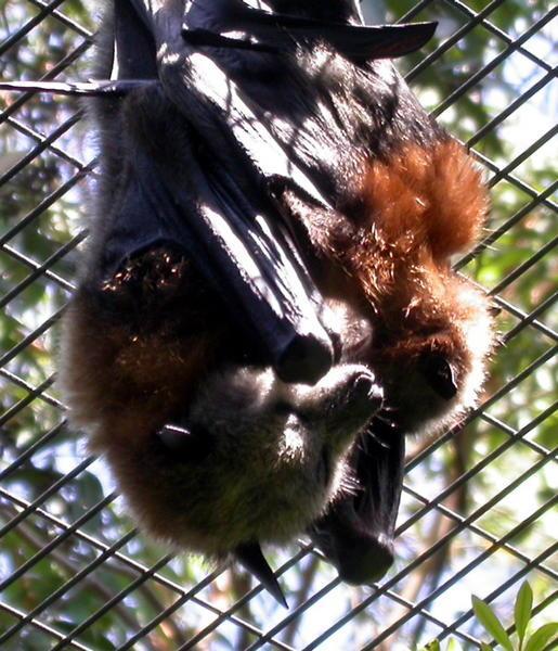 Flying Fox and Baby