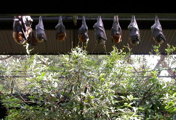 Sleepy time for Flying Foxes