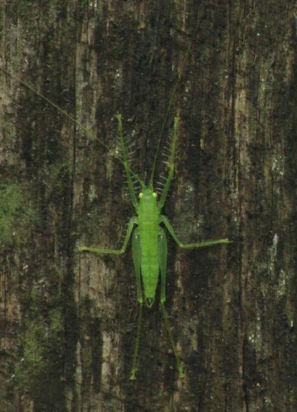 A phosphorescent rainforest bug