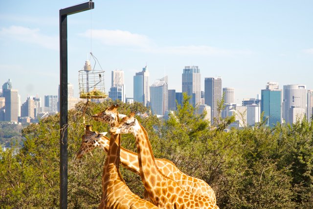 The giraffes have the best view