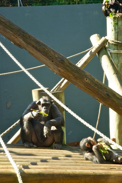 Grumpy chimp