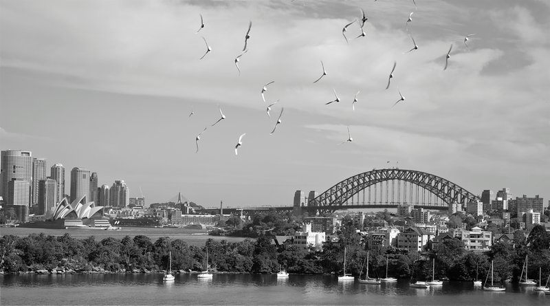 Opera House, Bridge and Co-operative Birds