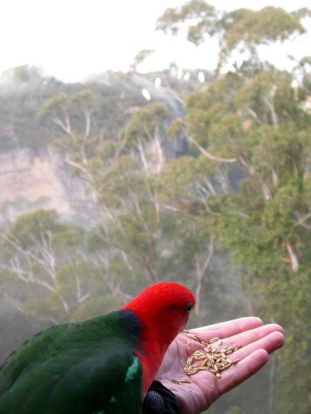 A bird in the hand ...