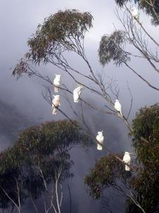 Sulphur-Crested Cockatoos