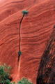 A living Uluru