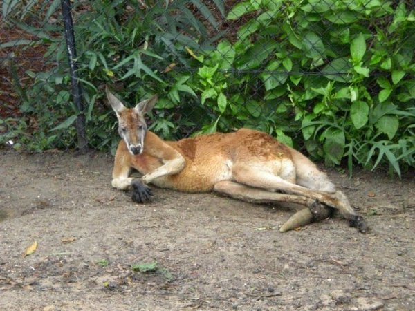 The most laid back roo ever