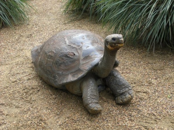 A massive tortoise