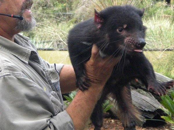 Tasmanian Devil 1
