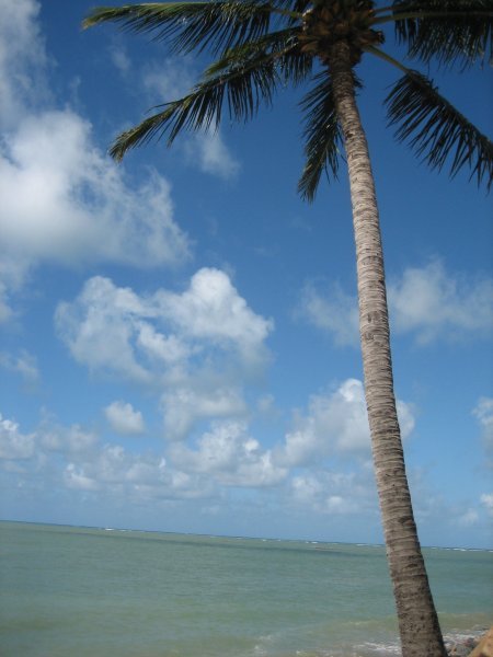 Tacky Palm Tree Photo