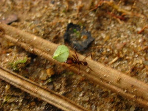 Leaf Cutting Ants