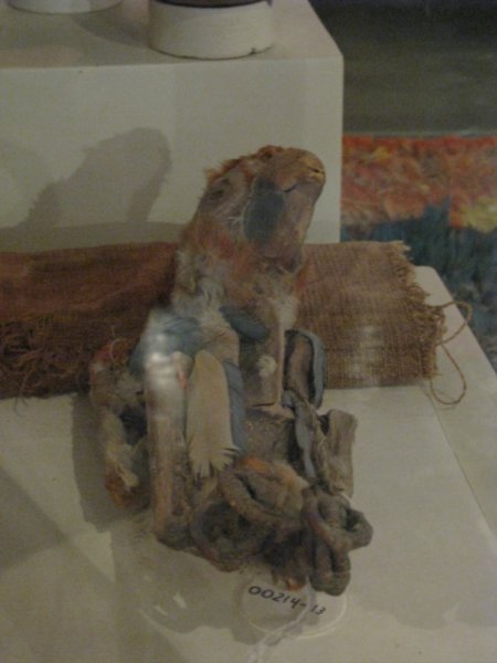 Mummified Parrot
