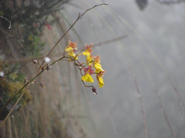 Lady Dancer Orchids