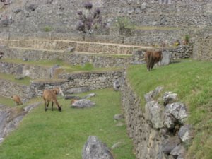 Llamas on Machu Picchu