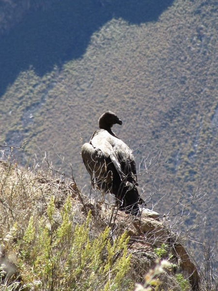 A young Condor