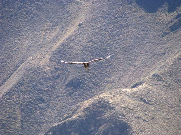 Condor in Flight
