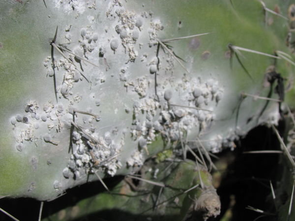 Cactus parasite