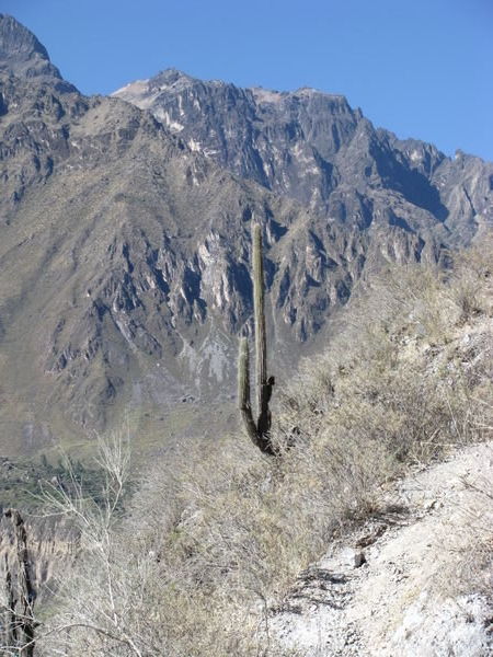 One big Cactus