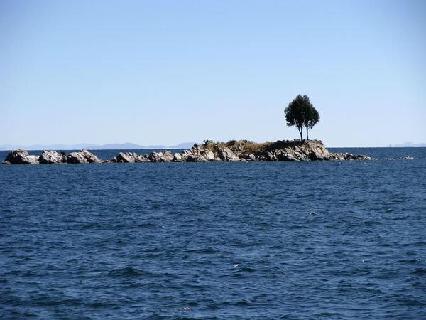 Lonely tree on island